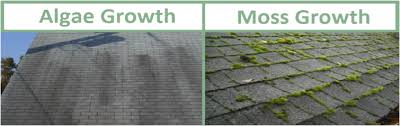 Algae versus moss growing on roof shingles