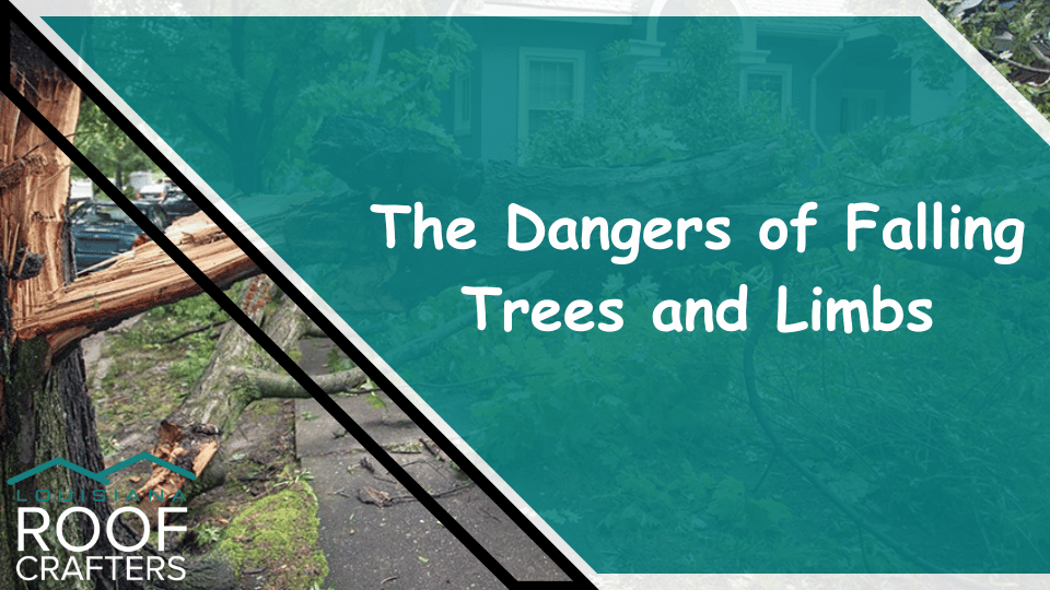 The Dangers of Falling Trees and Limbs